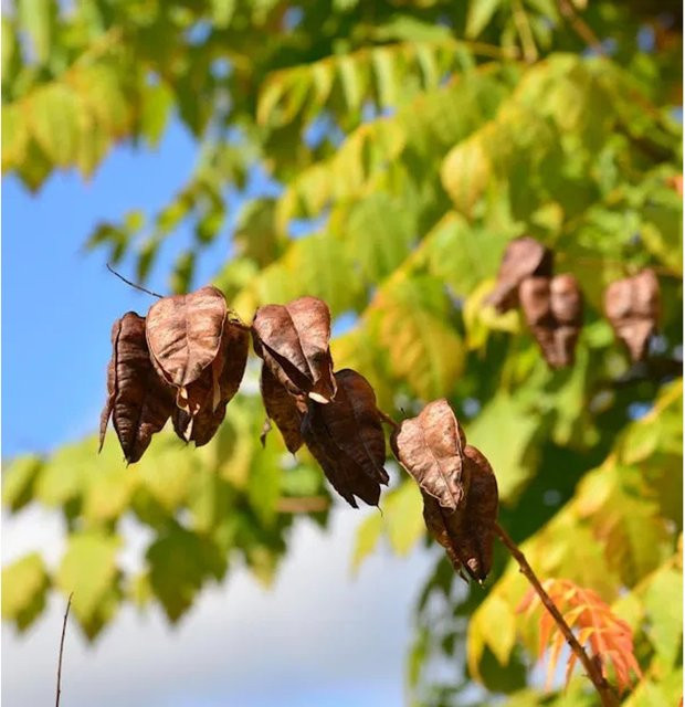 Rispiger Blasenbaum Koelreuteria paniculata von Nr-01.de, Höhe: 100-125 cm - Bild 1