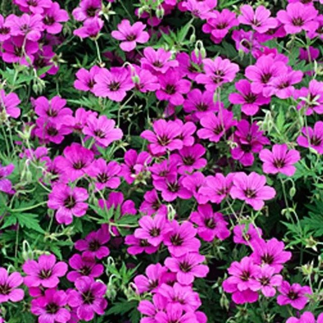 6er Set Storchschnabel Patricia Geranium arborix mit purpurrosa Blüten im 9cm Topf - Bild 1