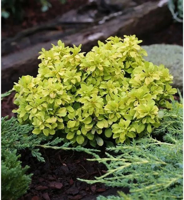 Berberis thunbergii Tiny Gold Zwergstrauch in Goldgelb, Höhe: 15-20 cm - Bild 1