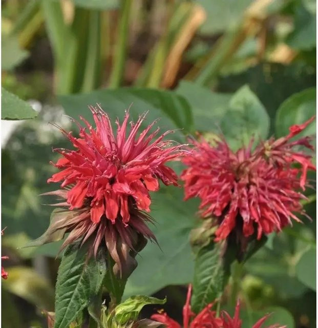 Monarda didyma Indianernessel Fireball rote Gartenstaude - Bild 1