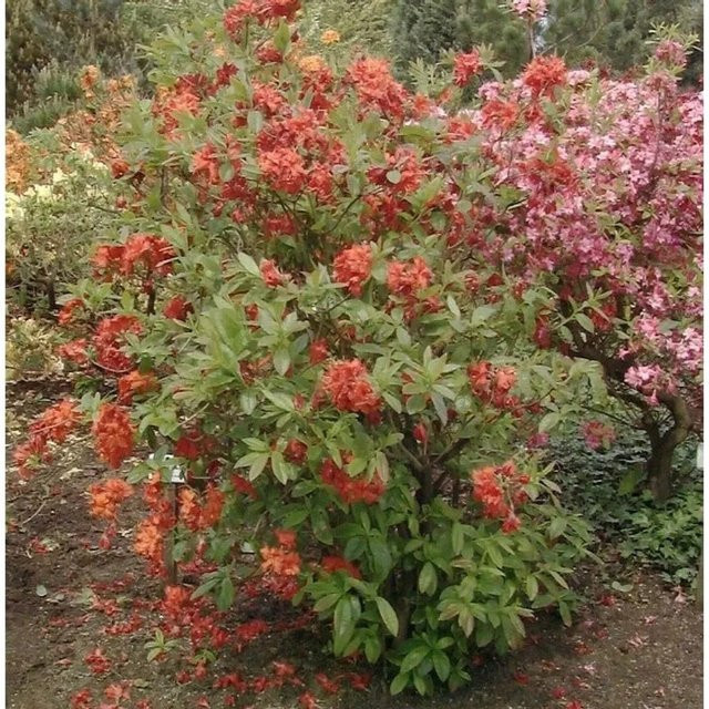 Azalee Rhododendron luteum Alpenrose in Pink, Höhe: 40-50 cm - Bild 1