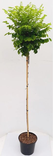 Pflanzen-Boering Robinia Umbraculifera Kugel-Robinie Stämmchen, Gesamthöhe: 180-190 cm, Stammhöhe: 120 cm - Bild 1