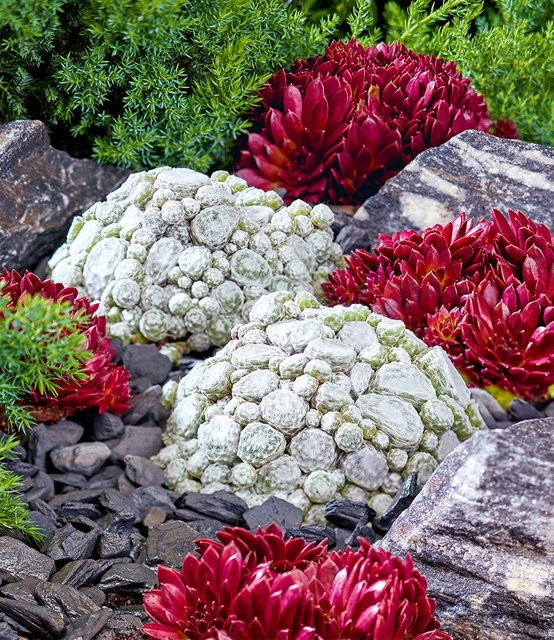 Sempervivum Hauswurz Sorte Arctic White und Coral Red - Bild 1