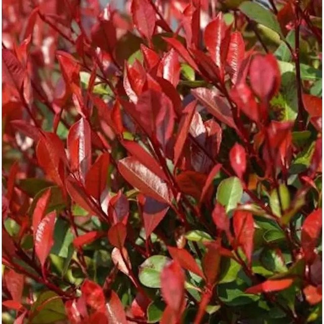 Glanzmispel Photinia fraseri Dicker Toni als rote Heckenpflanze von Nr-01.de, Höhe: 80-100 cm - Bild 1