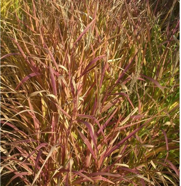 Miscanthus purpurascens Chinaschilf Purpur als mehrjährige Zierstaude für den Garten - Bild 1