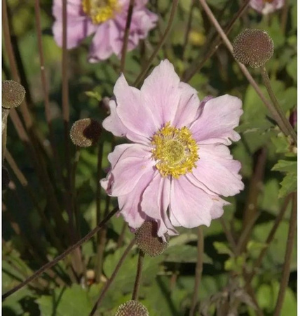 Herbstanemone Königin Charlotte Anemone japonica Stauden Beetpflanze und Schnittblume von Nr-01.de
