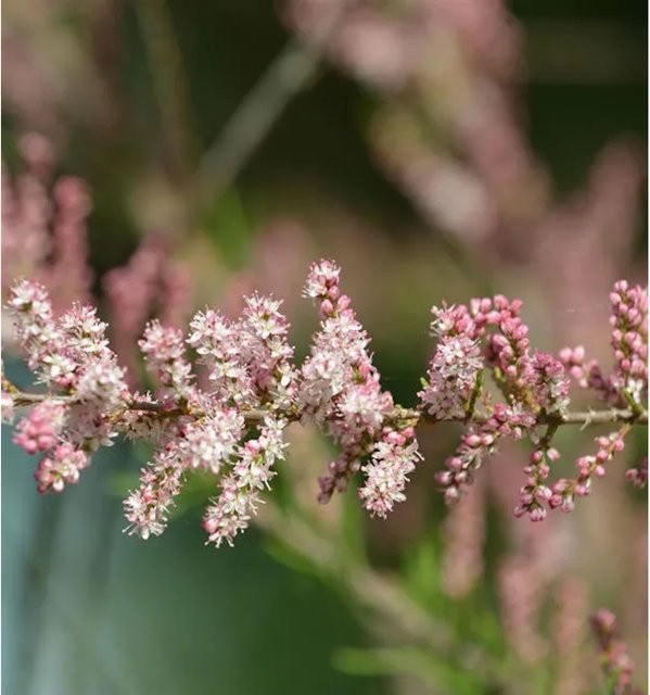 Kleinblütige Tamariske Tamarix parviflora als pinker Großstrauch für deinen Garten, Höhe: 80-100 cm - Bild 1