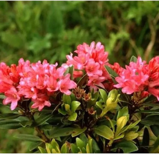 Japanische Azalee Little Red Rhododendron obtusum in Rot, Höhe: 40 cm - Bild 1
