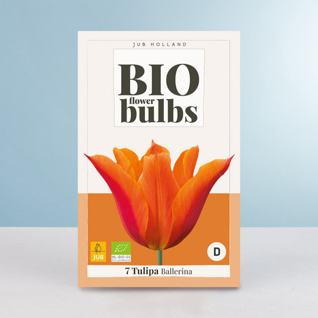 BIO Lilienblütige Tulpe Ballerina mit 7 Zwiebeln von BLUME2000 - Bild 1