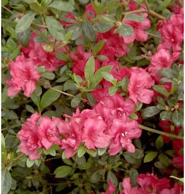 Japanische Azalee Rhododendron obtusum als Zwerg Alpenrose in Rot und Pink von Nr-01.de, Höhe: 25-30 cm - Bild 1