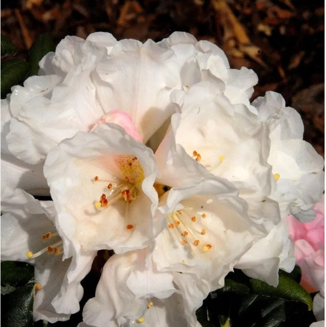 INKARHO Rhododendron Koichiro Wada Alpenrose Pflanze 15-20 cm - Bild 1