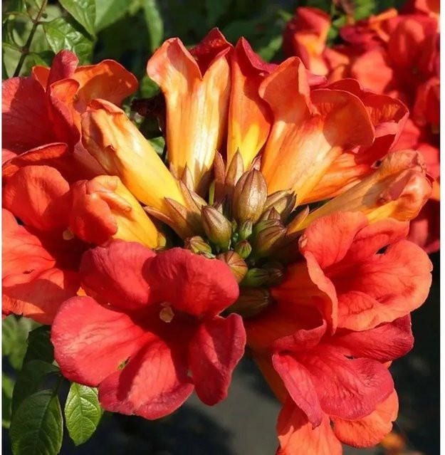 Campsis tagliabuana Klettertrompete Fire Trumpet Vine rote Gartenpflanze 60-80 cm - Bild 1