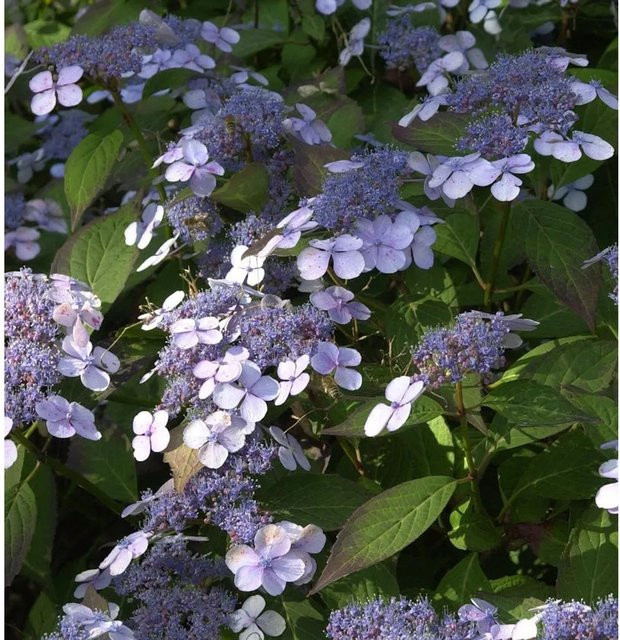 Nr-01.de Kleinwüchsige Gartenhortensie Acuminata Hydrangea serrata für kleine Gärten - Bild 1