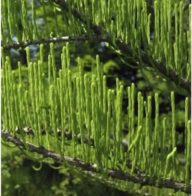 Aufsteigende Sumpfzypresse Taxodium distichum grün, Höhe: 60-80 cm - Bild 1
