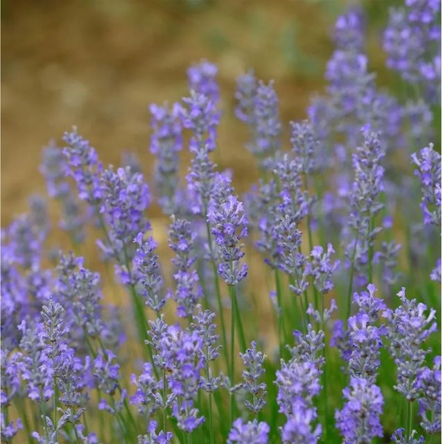 Lavandula intermedia Lavendel Hidcote Giant in Lila von Die Nr-01.de - Bild 1