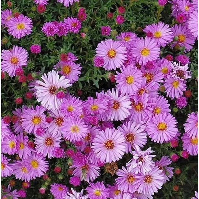 Kissenaster Rosenwichtel Aster dumosus als pflegeleichter Bodendecker - Bild 1