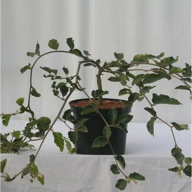 Süntelbuche Gespensterbuche Fagus sylvatica von Nr-01.de, Höhe: 100-125 cm - Bild 1