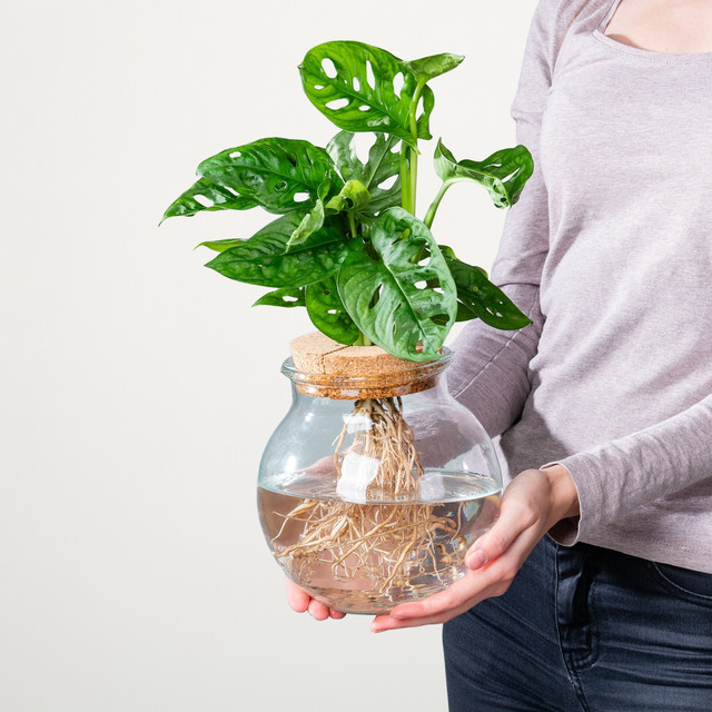 BLUME2000 Monstera Wasserpflanze im grünen Kugelglas - Bild 1
