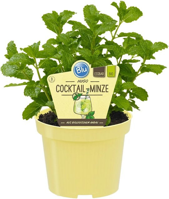 Blu Hugo Cocktail-Minze Mentha spicata im Topf Ø 12 cm - Bild 1