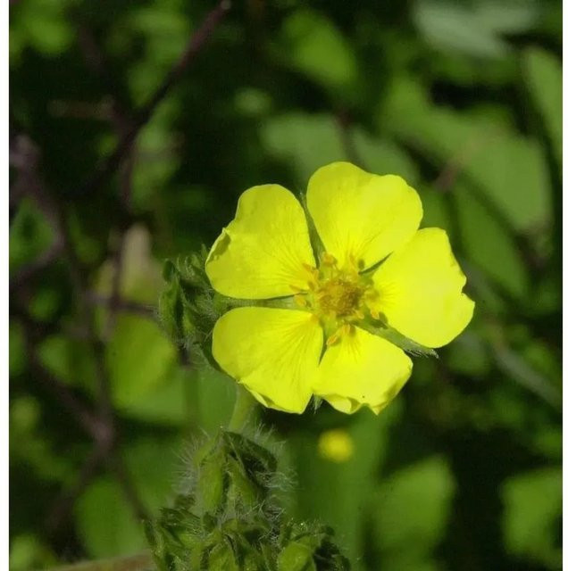 Aufrechtes Fingerkraut Potentilla recta von Nr-01.de als gelber Bodendecker - Bild 1