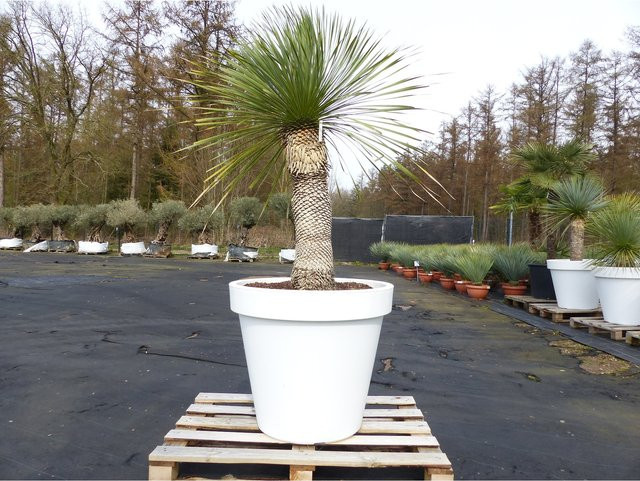 Yucca Rostrata von Grünwaren in Weiß im Pflanzkübel, Höhe: 190 cm, Stammhöhe: 80 cm, Durchmesser: 80 cm, winterhart - Bild 1