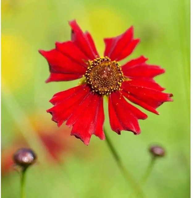 Coreopsis rosea Mädchenauge Limerock Ruby rote Beetpflanze von Nr-01.de - Bild 1