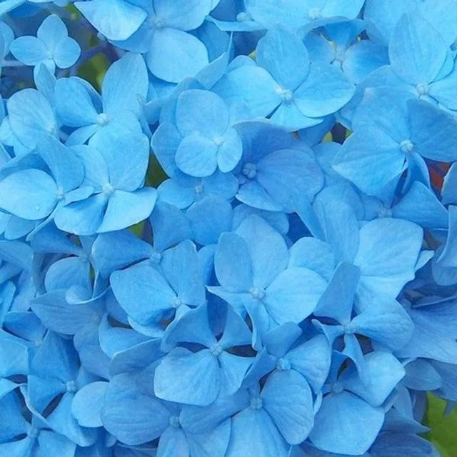 Arborix Hortensie Nikko Blue Hydrangea macrophylla mit blauen kugelförmigen Blüten im Container, Höhe: 30 cm - Bild 1