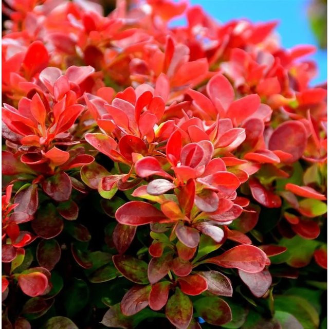 Zwerg Berberitze Orange Ice Berberis thunbergii in Orange - Bild 1