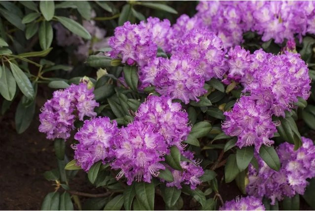 Rhododendron Hybr. Alfred Immergrün mit rosa Blüten, Höhe: 110 cm - Bild 1