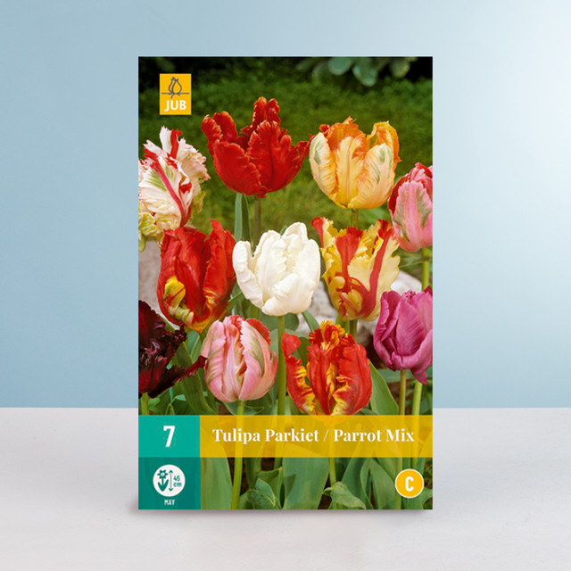 Papageien-Tulpen Parrot Mix von BLUME2000, 7 Zwiebeln - Bild 1