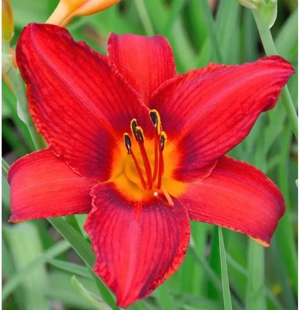 Hemerocallis Taglilie Christmas Is von Nr-01.de als mehrjährige Staudenpflanze für Beet und Garten - Bild 1