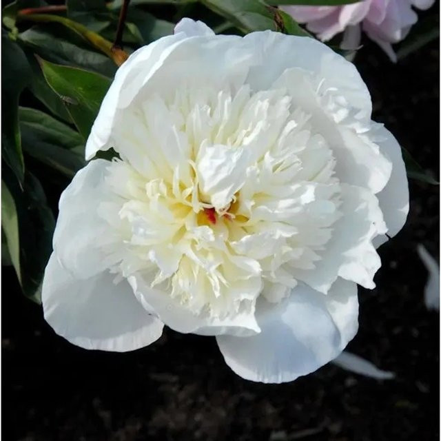 Edelpfingstrose Immaculee Paeonia actiflora in Weiß als mehrjährige Gartenpflanze - Bild 1