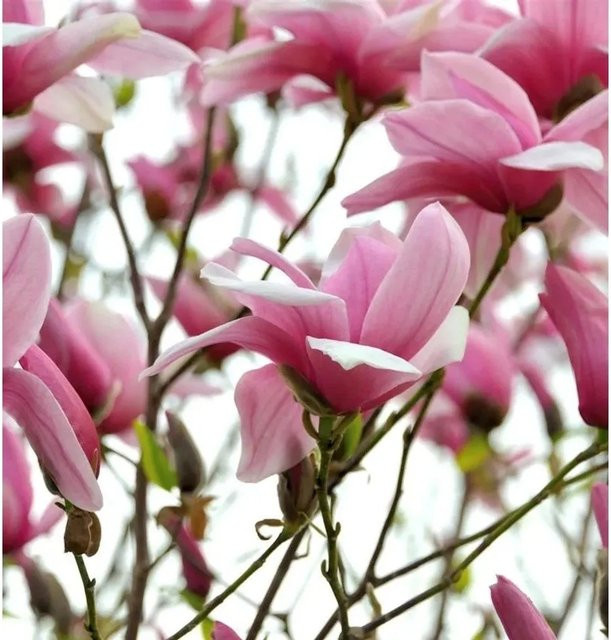 Chinesische Yulan Magnolie Magnolia denudata Festirose in Pink, Höhe: 80-100 cm - Bild 1
