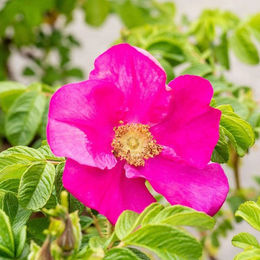 Dekoration Apfelrose in Rot und Rosa - Bild 1