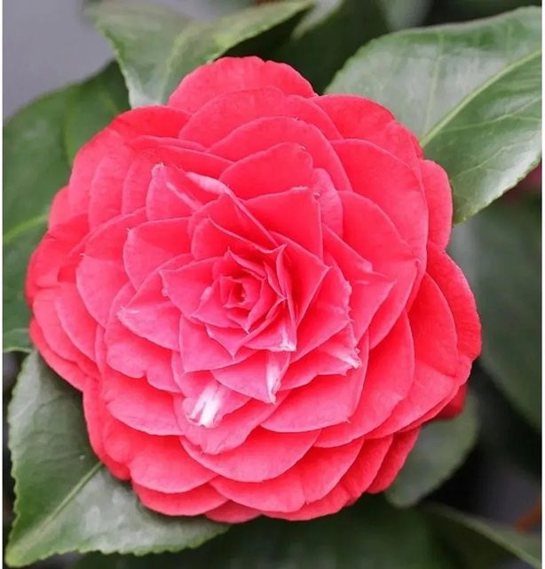 Kamelie Lady Campbell Camellia japonica rote Blüte Nr-01.de Höhe: 40-60 cm - Bild 1
