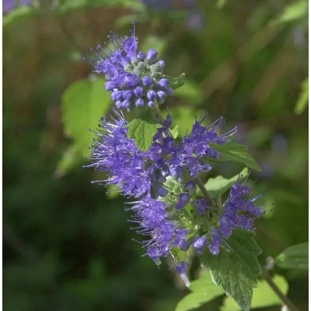 Caryopteris clandonensis Bartblume Blue Cloud blauer Strauch für den Freilandbereich - Bild 1