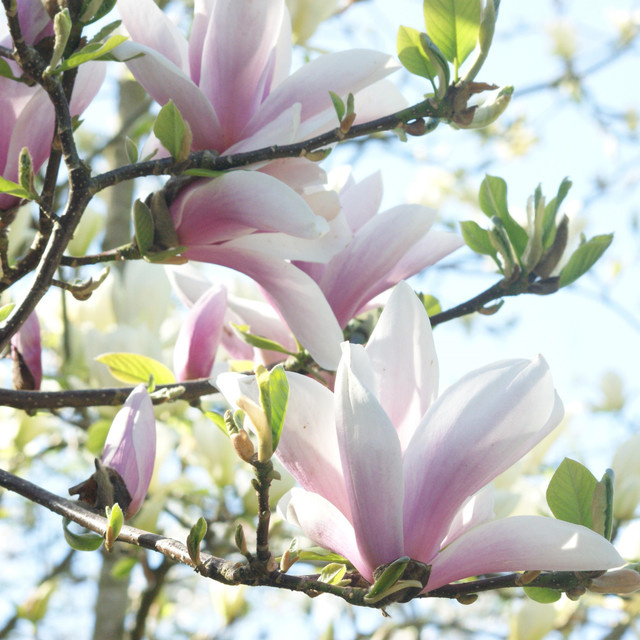 Tulpenmagnolie Magnolia x soulangeana von BLUME2000 als Zierstrauch - Bild 1