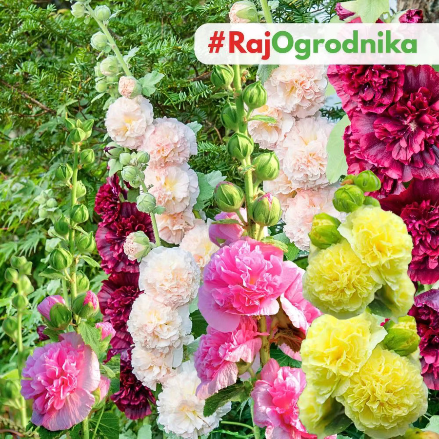 PlantiCo Gartenmalve Alcea rosea Samen Mischung für Blumenbeete und Zäune, 1 g - Bild 2
