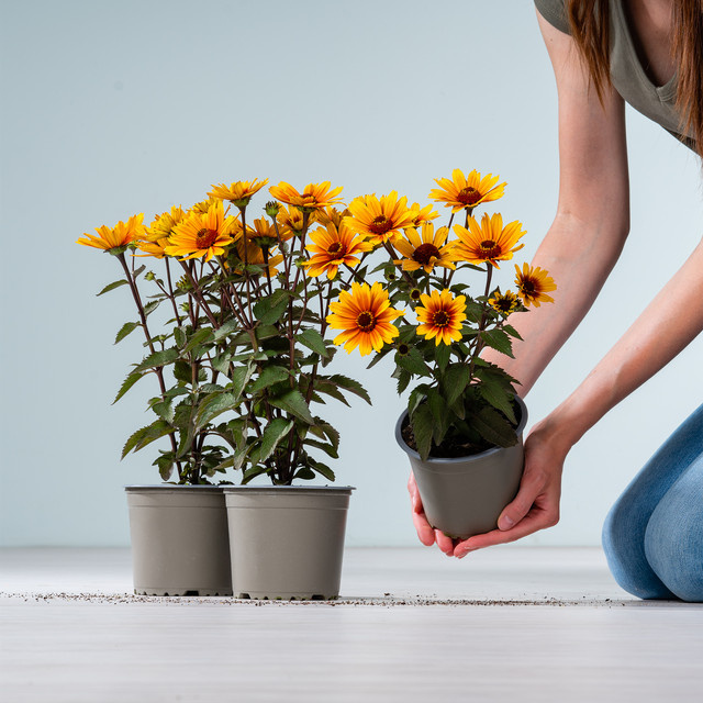 Heliopsis helianthoides Sonnenauge Sole Scuro von BLUME2000, 3 Stück - Bild 1