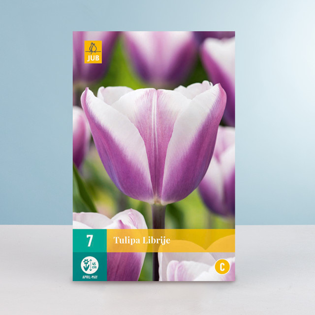 Triumph Tulpe Librije Blumenzwiebeln von BLUME2000, 7 Stück - Bild 1