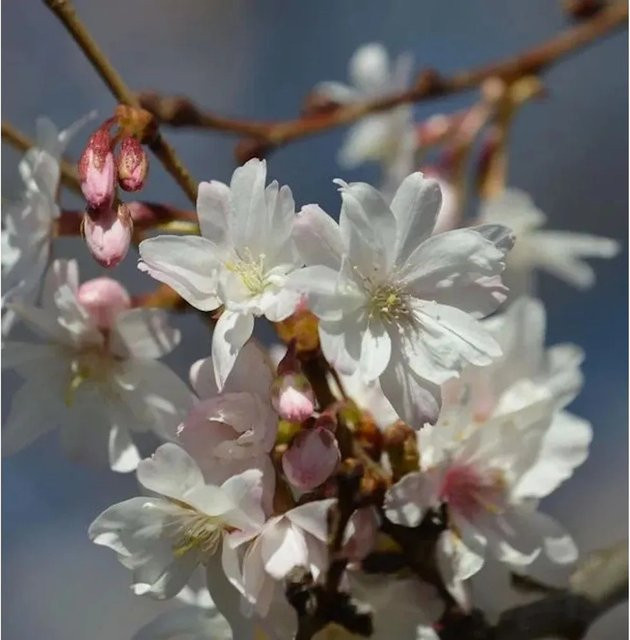 Schneekirsche Prunus subhirtella als Zierbaum für deinen Garten, Farbe: Weiß, Höhe: 60-80 cm - Bild 1