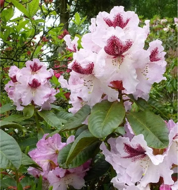 INKARHO Rhododendron Herbstfreude Alpenrose, rosa Zierstrauch, Höhe: 40-50 cm - Bild 1
