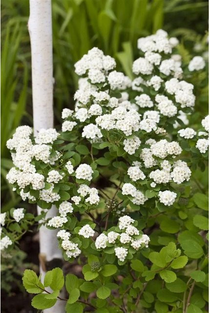 Spiraea vanhouttei Strauch mit weißen Blüten, Höhe: 125-150 cm - Bild 1