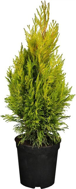 GROW by OBI Gelber Riesen-Lebensbaum Thuja 4ever Goldy, Höhe: 20-30 cm - Bild 1