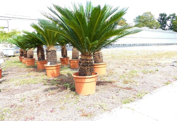 Japanische Sagopalme Cycas revoluta in Grün, Höhe: 130–150 cm
