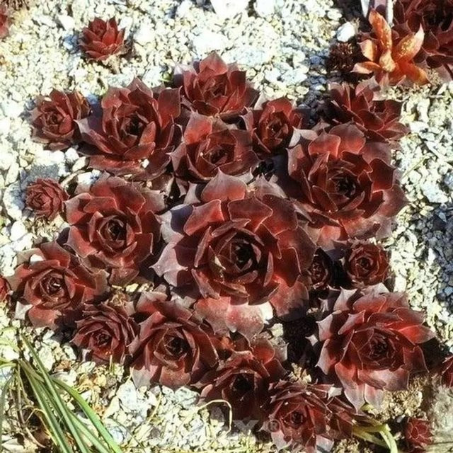 Sempervivum tectorum Hauswurz Othello Staude für den Garten von Nr-01.de - Bild 1
