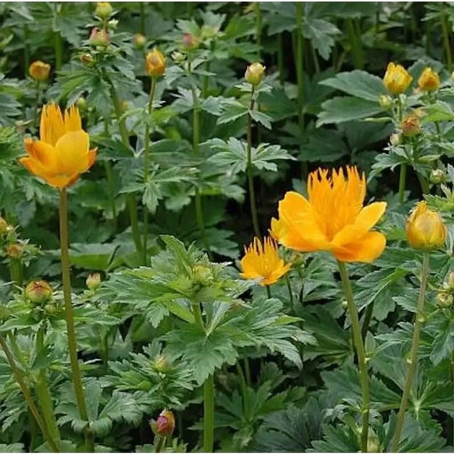 Trollblume Golden Queen Trollius chinensis gelbe Staude für Bauerngarten und Staudenbeet - Bild 1