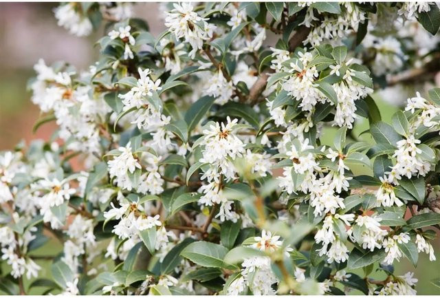 Osmanthus Burkwoodii Immergrüne Duftblüte von Pflanzen für dich, Höhe: 40–60 cm - Bild 1