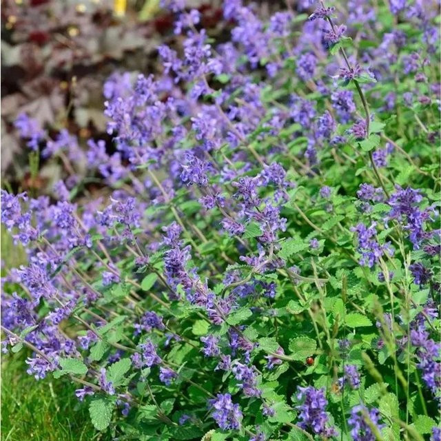 Katzenminze Cats Pajamas Blue Nepeta faassenii im Topf - Bild 1