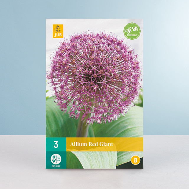 Allium Red Giant Zierlauch Blumenzwiebeln von BLUME2000, 3 Stück - Bild 1